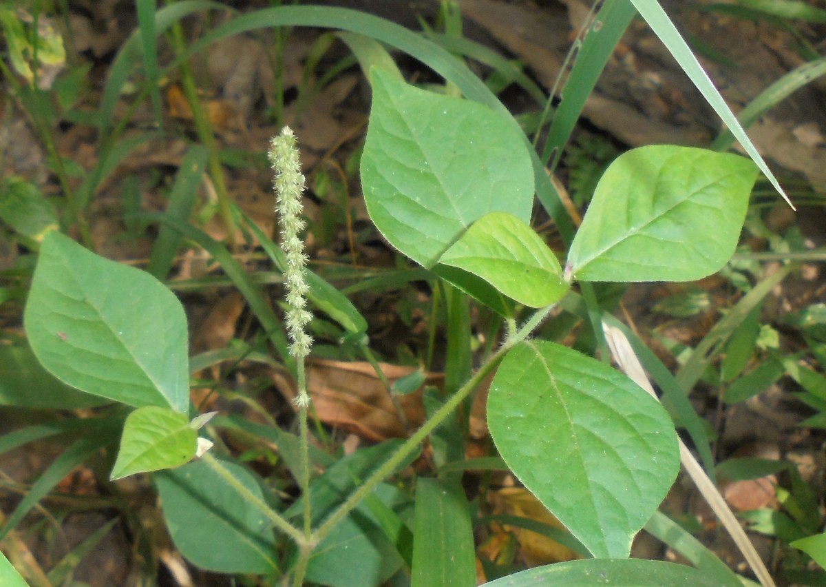 Cyathula prostrata (L.) Blume